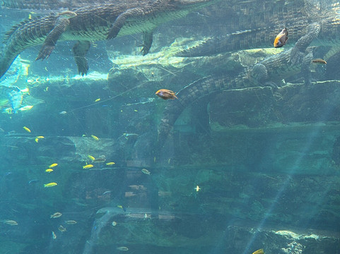 Dubai Crocodile Park-迪拜必去景点