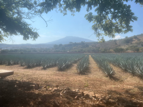 Tequila Fortaleza-特基拉必去景点