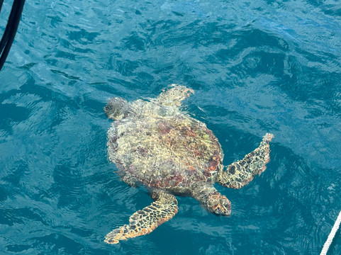 Whitsunday Getaways-艾尔利滩必去景点