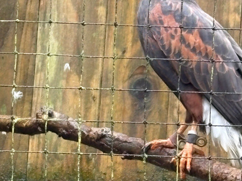 World of Owls-Randalstown必去景点