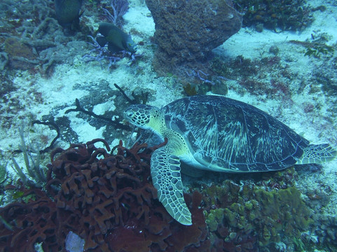 Dive House-考祖梅必去景点