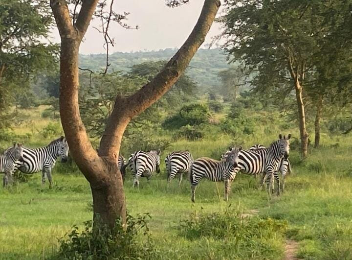 Seven Wonders Safaris-Usa River必去景点