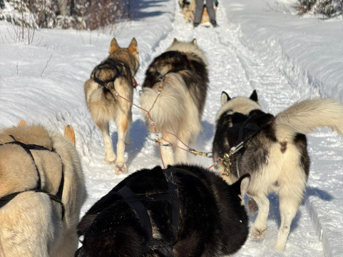 Passion Husky-李维斯必去景点