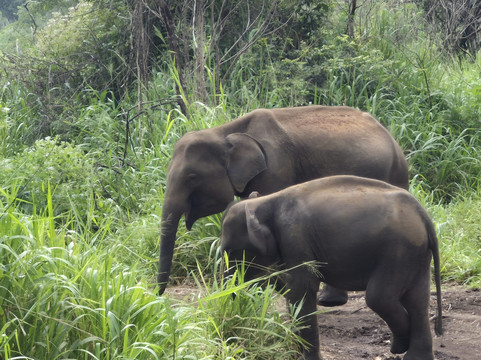 Pathum Lanka Tours-科伦坡必去景点