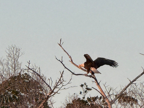 Captain Craig’s Everglades Boat Adventures LLC-Chokoloskee必去景点