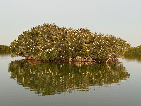 Captain Craig’s Everglades Boat Adventures LLC-Chokoloskee必去景点