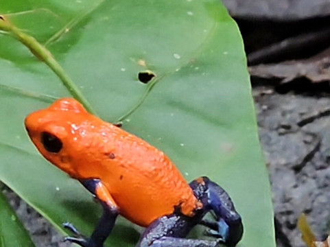 Brisas del Rio主图