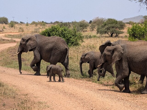 Mufasa Tours and Travels-内罗毕必去景点