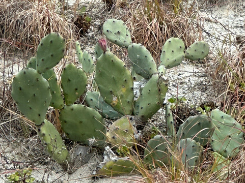 Smyrna Dunes Park-新士麦那海滩必去景点