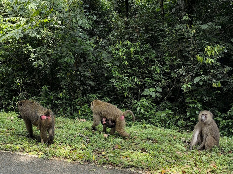 Ngoni Safaris Uganda-坎帕拉必去景点