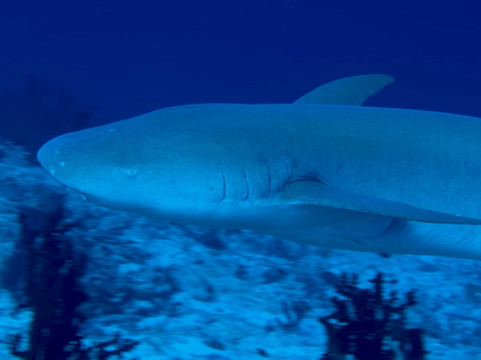 Filitheyo Dive Center-菲利兹优岛必去景点