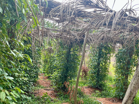 思蒂辣椒园-白马必去景点