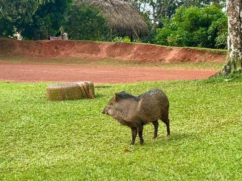 Rudy's Tours-巴拿马城必去景点