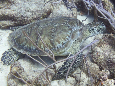 Duik op Curacao-威廉斯塔德必去景点