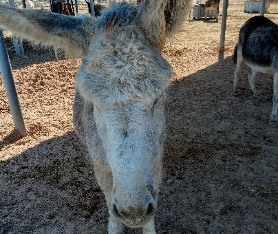 Easy Horse Care Rescue Centre-罗哈莱斯必去景点