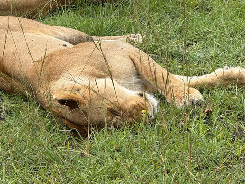 JungleRoam Safaris (Kenya)-内罗毕必去景点