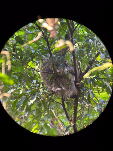 Rainforest Chronicles-希门尼斯港必去景点