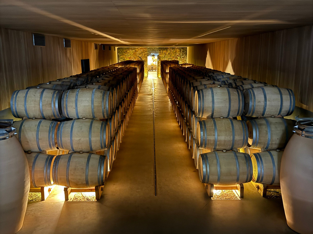 Colchagua Wine Tours-圣克鲁斯必去景点
