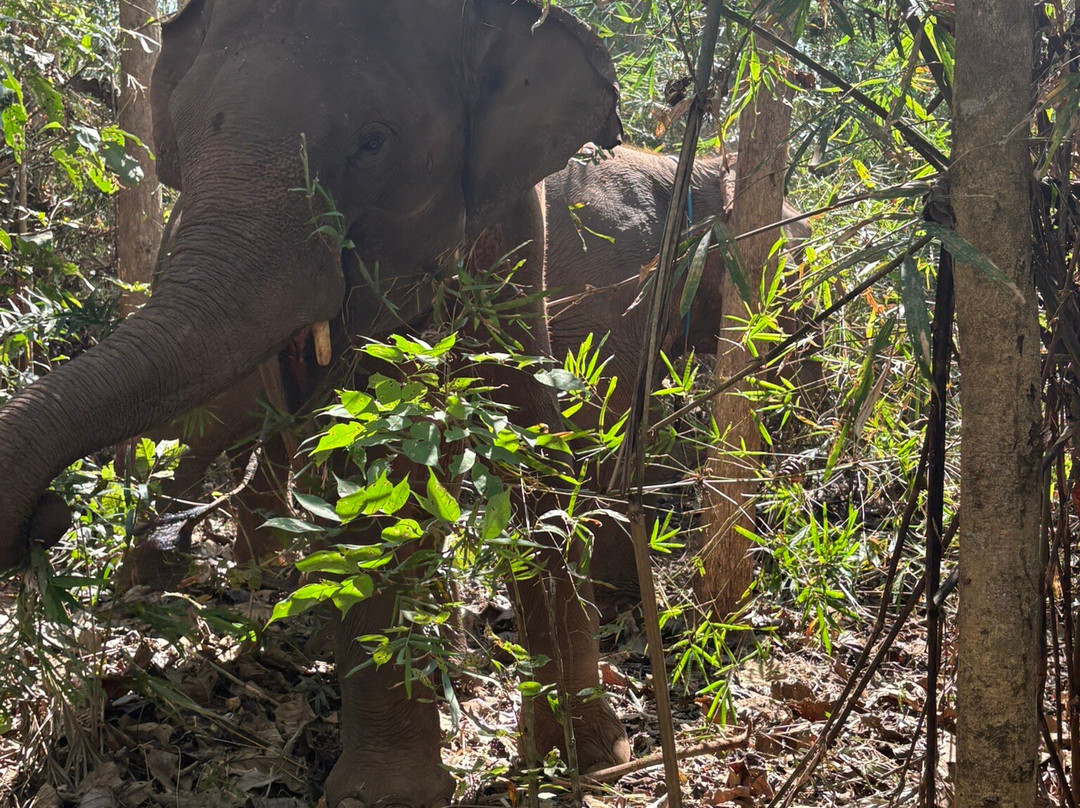 Loolu Tour - Private Day Tours-清迈必去景点