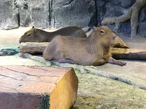 Jakarta Aquarium & Safari-雅加达必去景点