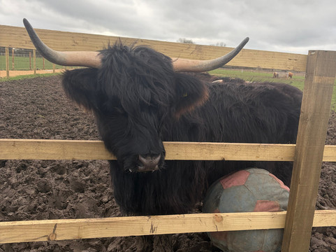 Highland Cow Cottage-Royston必去景点