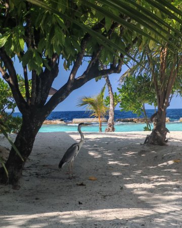 马尔代夫Ellaidhoo Cinnamon酒店-泳池