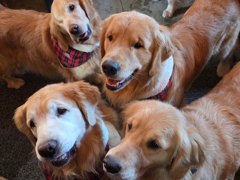 Golden Dog Farm-Jeffersonville必去景点