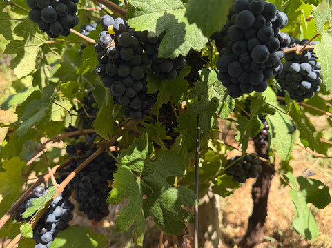 Upland Organic Wine-惠灵顿必去景点