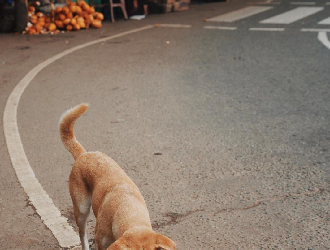 Ceylon Escapes-科伦坡必去景点