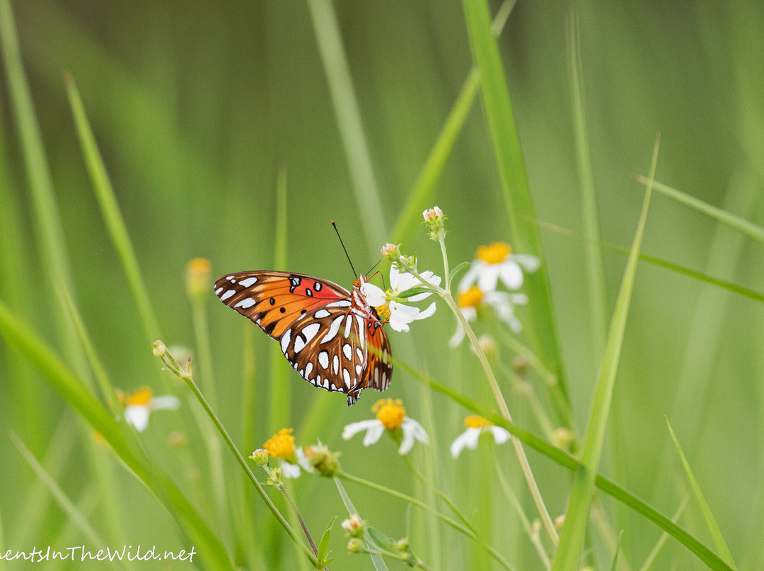 Se7en Wetlands-莱克兰必去景点