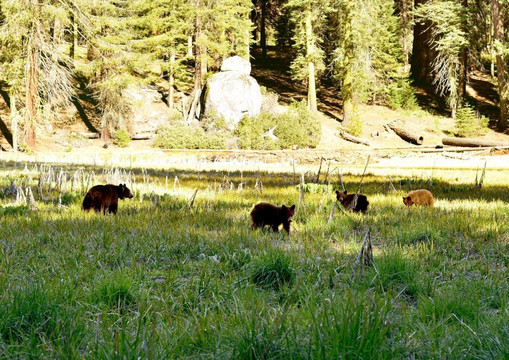 Sequoia Park-尤里卡必去景点