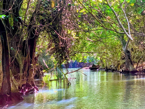 Indian River-多米尼克必去景点