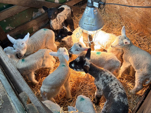 Bissett's Barn - The Rings-库珀必去景点
