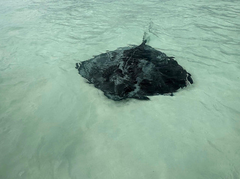 True Blue Charters | Spanish Wells Bahamas Guide-Spanish Wells必去景点