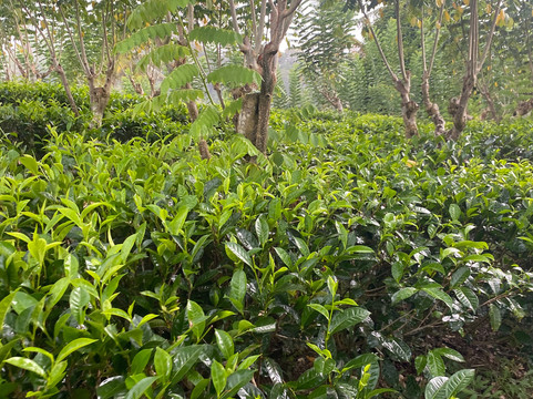 Tsara Tea-Akuressa必去景点