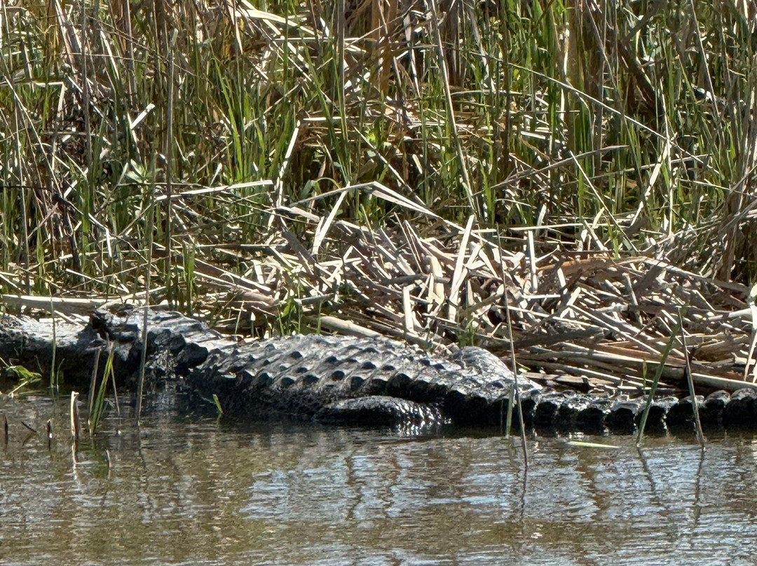Airboat Express - Tours-Spanish Fort必去景点