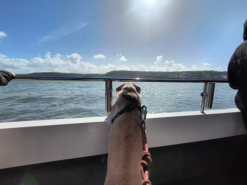 SeaMor Dolphin Watching Boat Trip-纽基必去景点