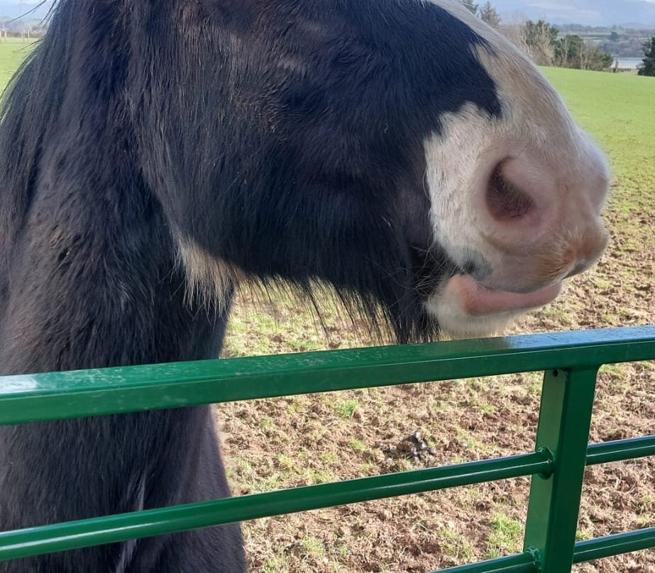 Foel Farm Park-Brynsiencyn必去景点