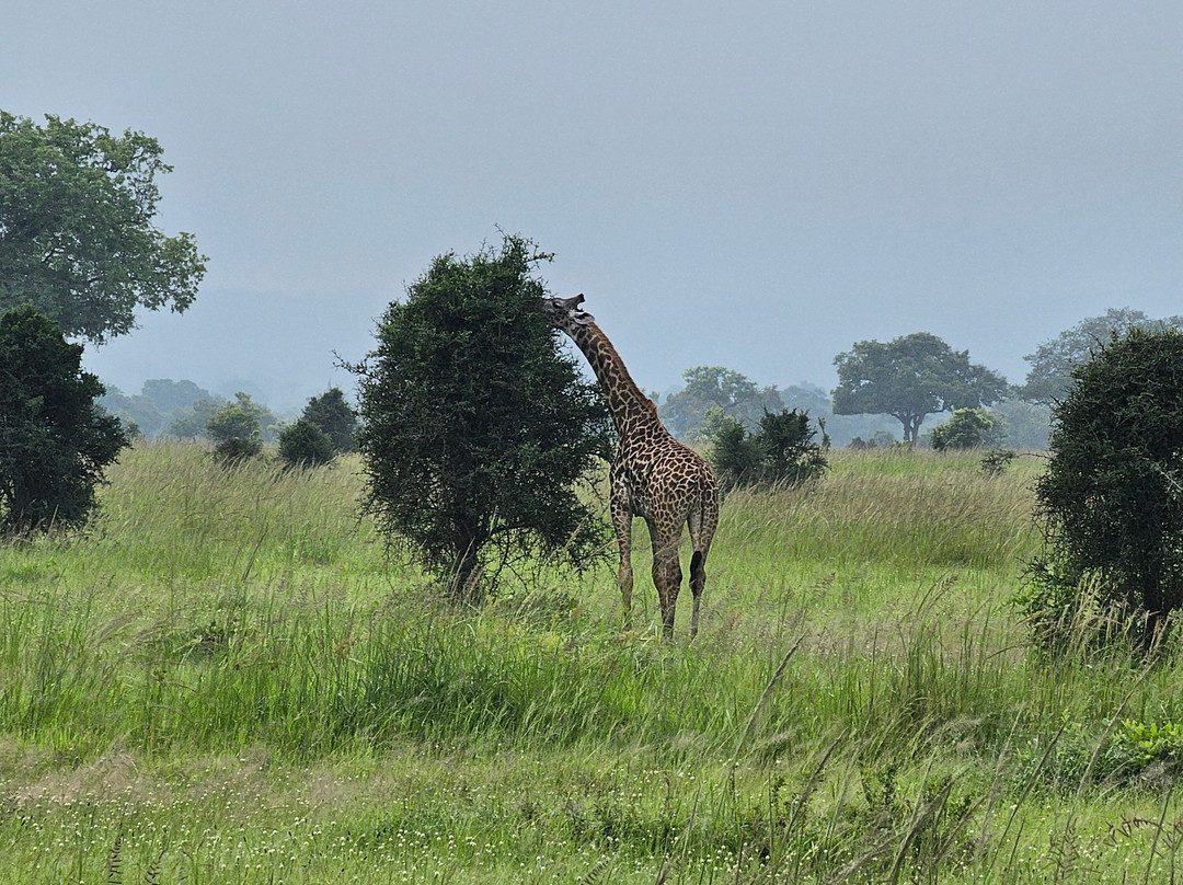 Dau Tours & Safaris-石头城必去景点
