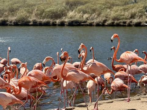 Sea It Clear Tours-North Sound必去景点