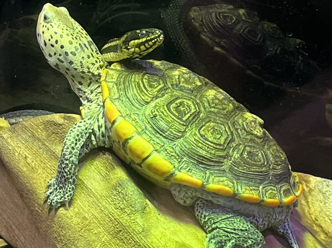 Alabama Aquarium at the Dauphin Island Sea Lab-Dauphin Island必去景点