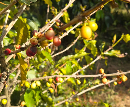 TIO JOSE COFFEE TOUR-葛雷西亚必去景点