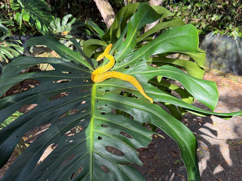 Snake Garden-La Virgen必去景点