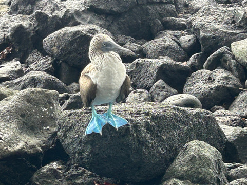 Go Galápagos Tours-Baltra必去景点