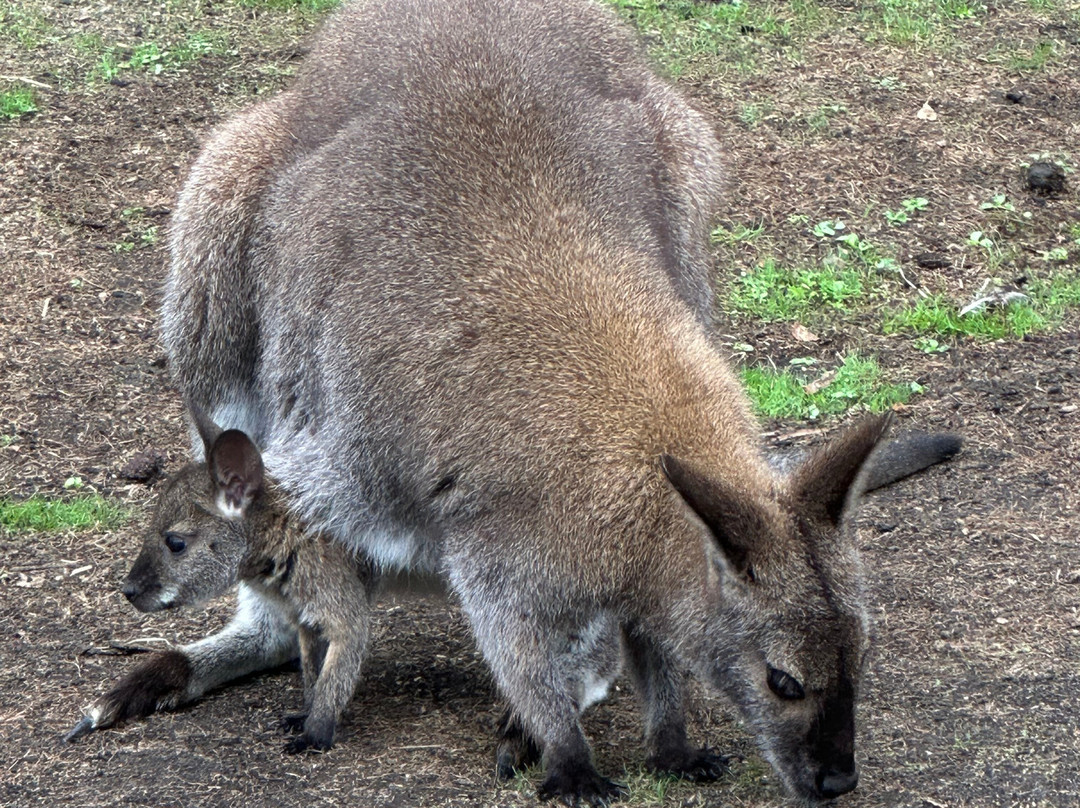 大洋路野生动物公园-Princetown必去景点