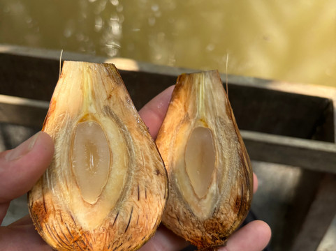 DinHo Ecotour-Ben Tre必去景点