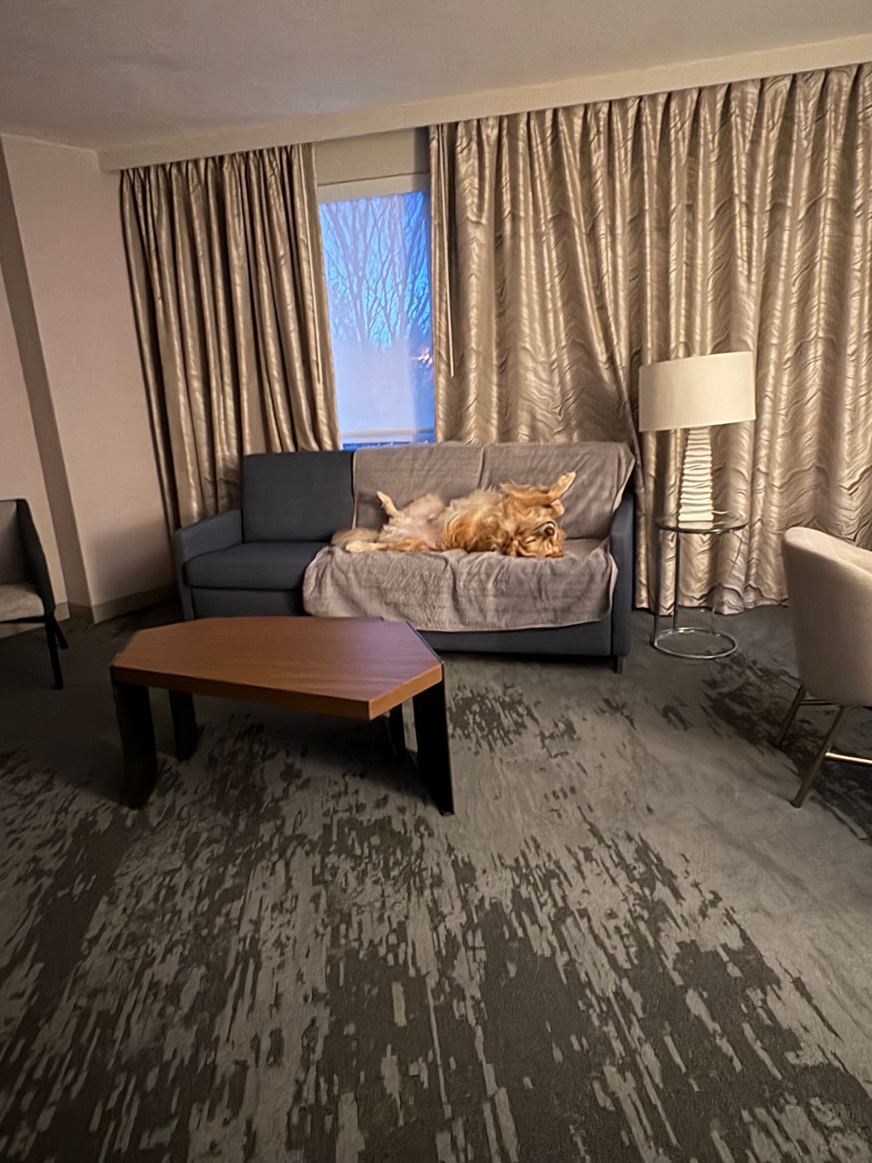 安纳波利斯威斯汀酒店-客卧