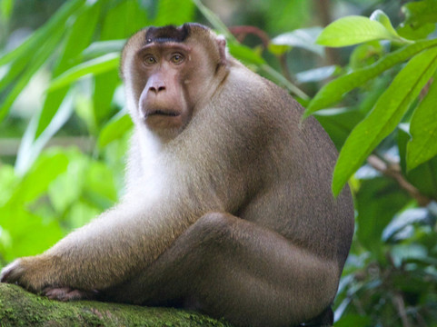 Bukit Lawang Travel-武吉拉旺必去景点