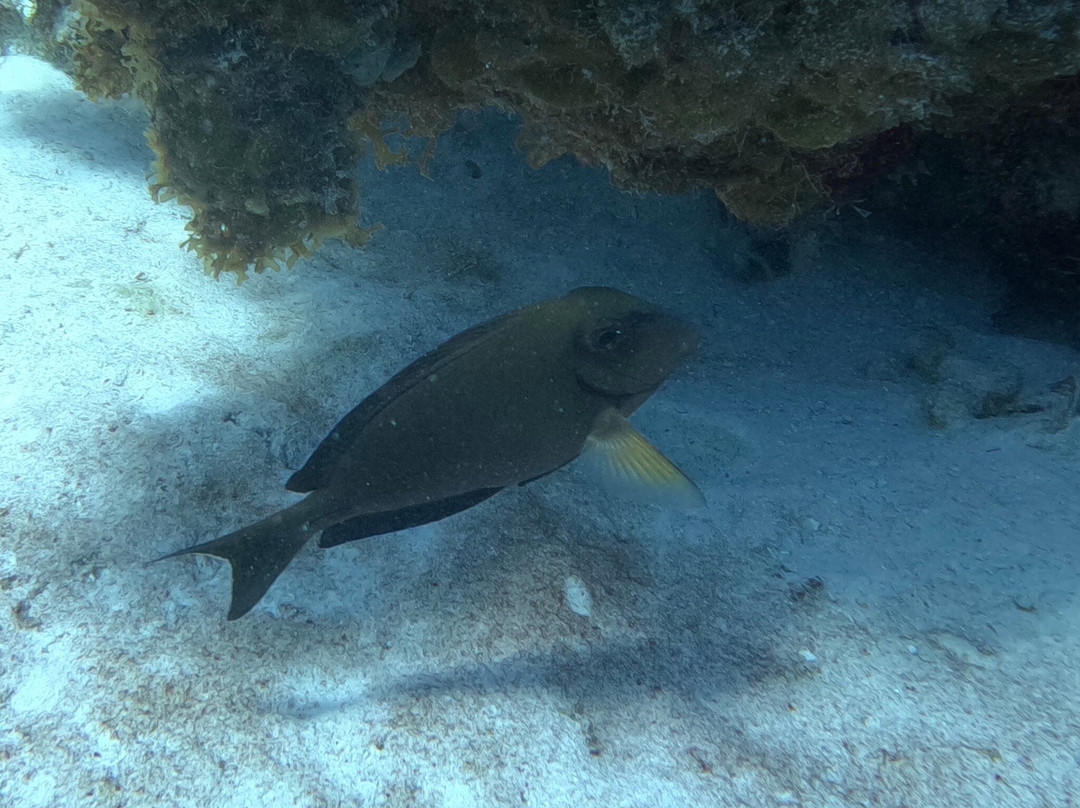 Anda Di Wata Dive School-Providencia Island必去景点