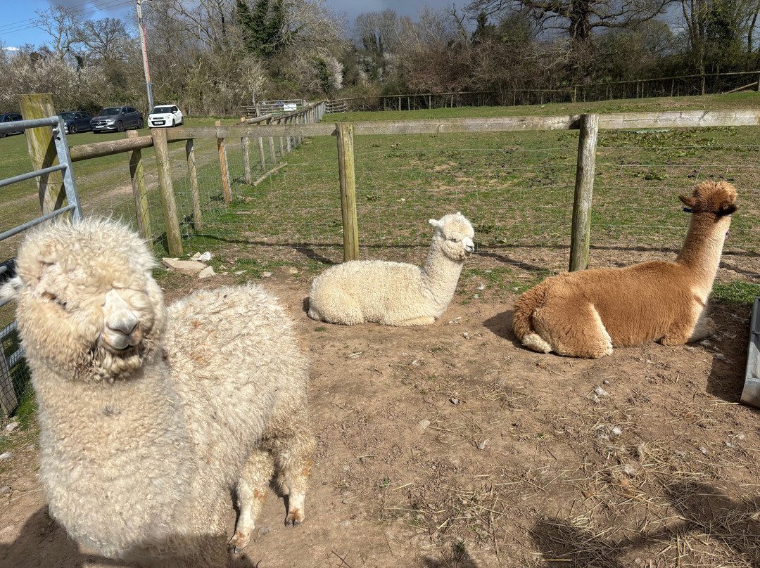 Faerie Tale Alpacas-凯尼尔沃思必去景点